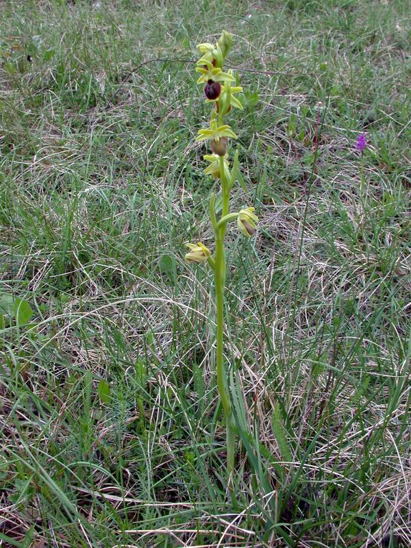 Orchidee del Chianti - Flora toscana